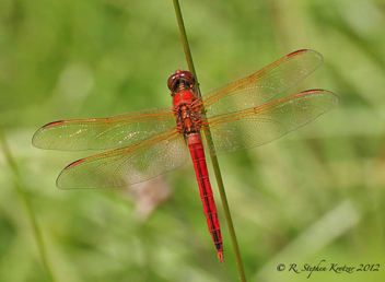 Libellula needhami, male